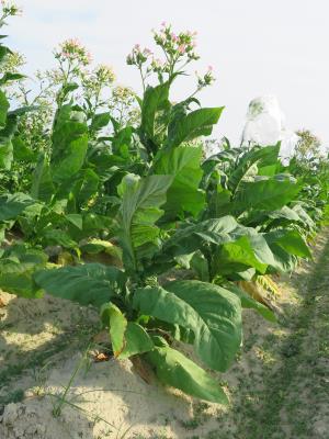 PLANT